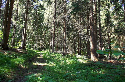 Private Forest in Ľubica