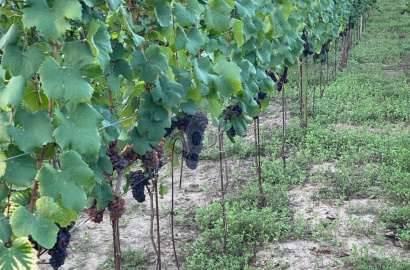 Tradičný vínny dom s vlastným viničom v Bátorových Kosihách