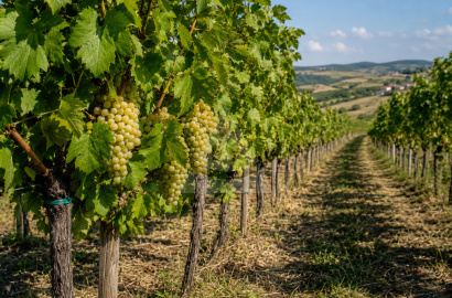 Na predaj jedinečný pozemok s vinicou a vínnym domčekom v srdci Štiavnických vrchov – Bohunice, okr. Levice